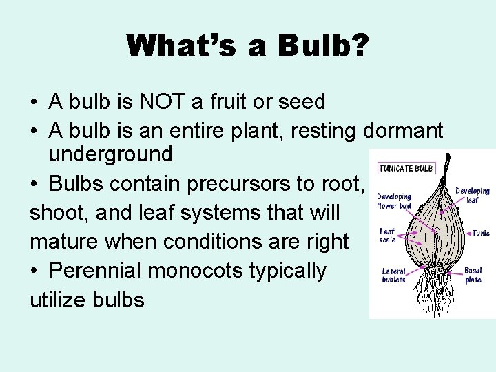 What’s a Bulb? • A bulb is NOT a fruit or seed • A