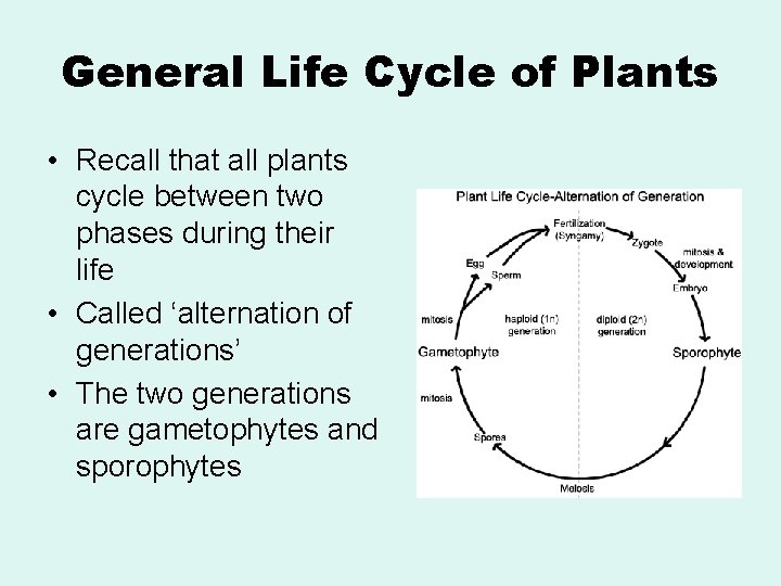 General Life Cycle of Plants • Recall that all plants cycle between two phases