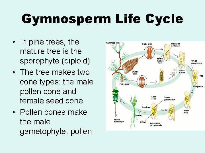 Gymnosperm Life Cycle • In pine trees, the mature tree is the sporophyte (diploid)