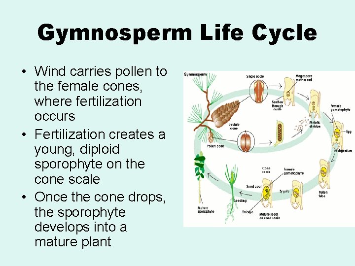 Gymnosperm Life Cycle • Wind carries pollen to the female cones, where fertilization occurs