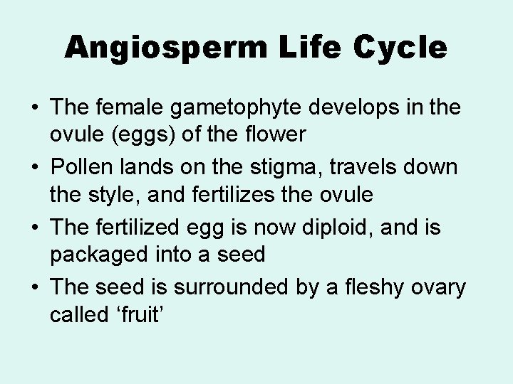 Angiosperm Life Cycle • The female gametophyte develops in the ovule (eggs) of the