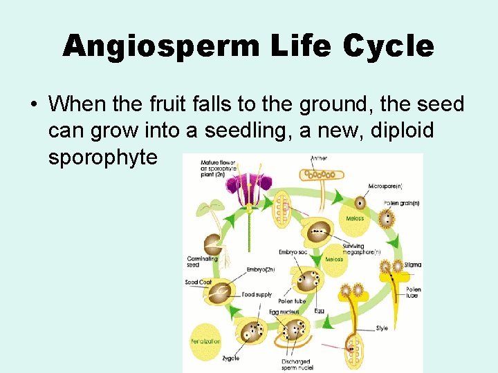 Angiosperm Life Cycle • When the fruit falls to the ground, the seed can