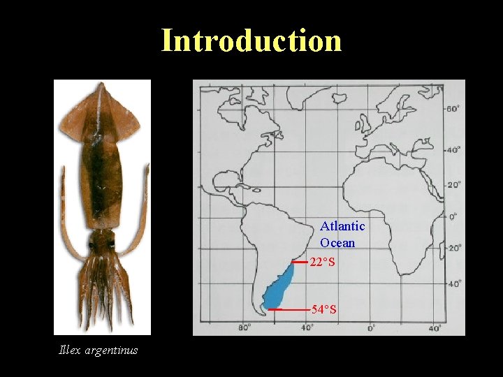 Introduction Atlantic Ocean 22°S 54°S Illex argentinus 