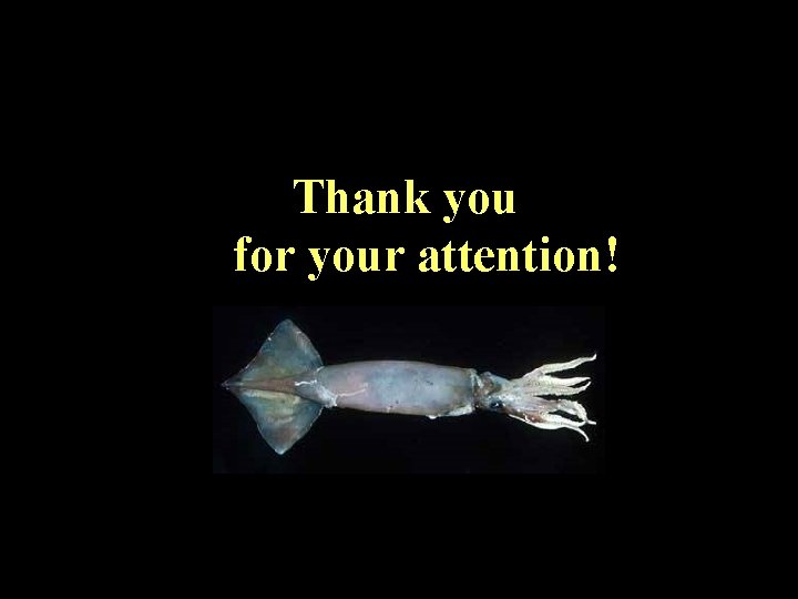 Thank you for your attention! 