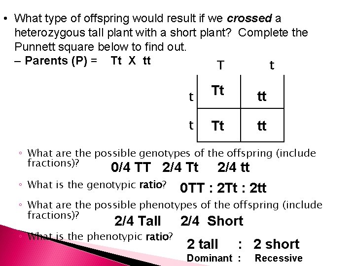  • What type of offspring would result if we crossed a heterozygous tall