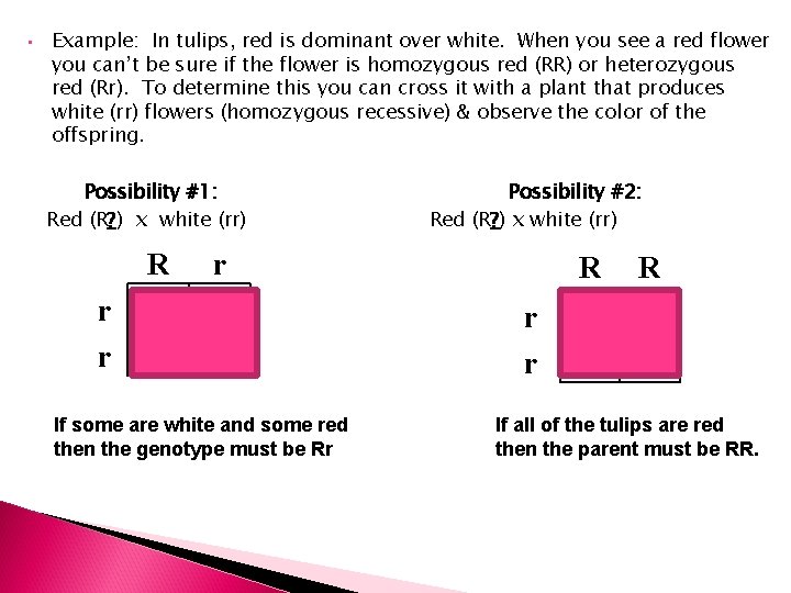  • Example: In tulips, red is dominant over white. When you see a