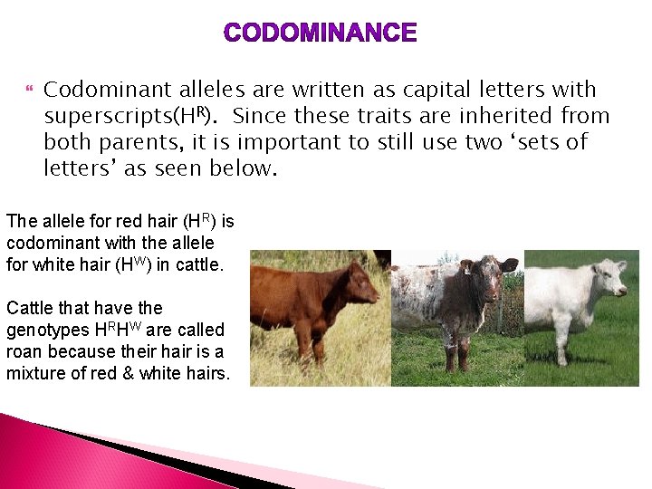  Codominant alleles are written as capital letters with superscripts(HR). Since these traits are