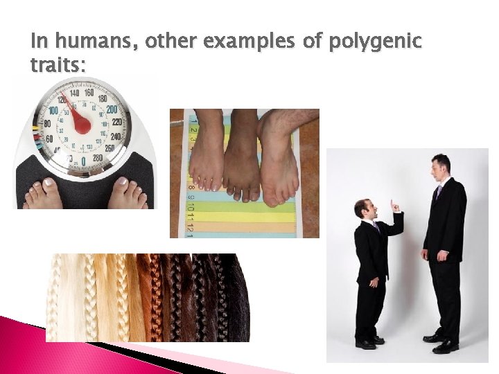 In humans, other examples of polygenic traits: 