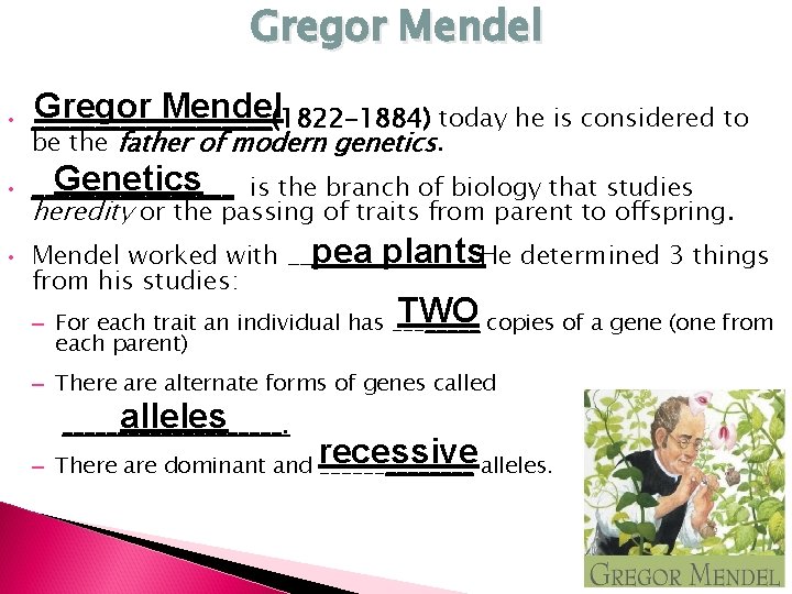 Gregor Mendel • • • Gregor Mendel __________(1822 -1884) today he is considered to