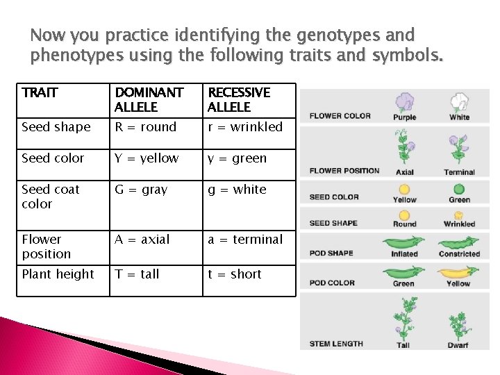Now you practice identifying the genotypes and phenotypes using the following traits and symbols.