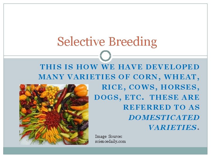 Selective Breeding THIS IS HOW WE HAVE DEVELOPED MANY VARIETIES OF CORN, WHEAT, RICE,