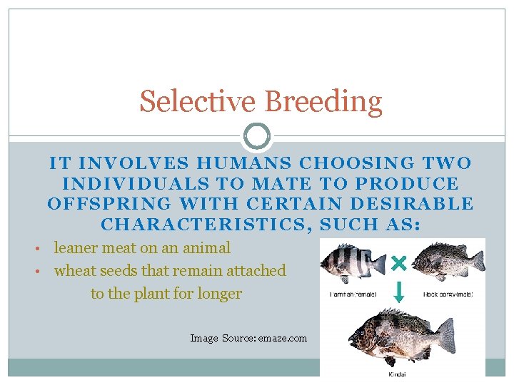 Selective Breeding IT INVOLVES HUMANS CHOOSING TWO INDIVIDUALS TO MATE TO PRODUCE OFFSPRING WITH
