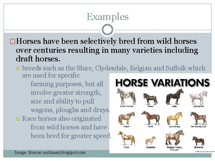 Examples �Horses have been selectively bred from wild horses over centuries resulting in many