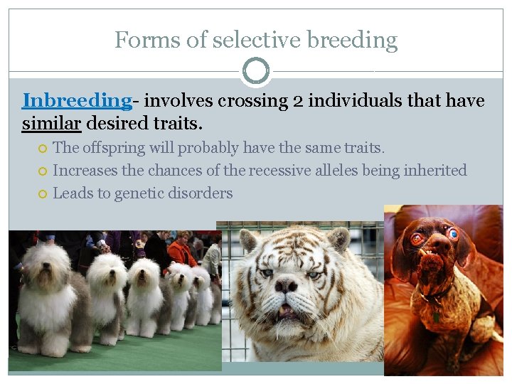 Forms of selective breeding Inbreeding- involves crossing 2 individuals that have similar desired traits.