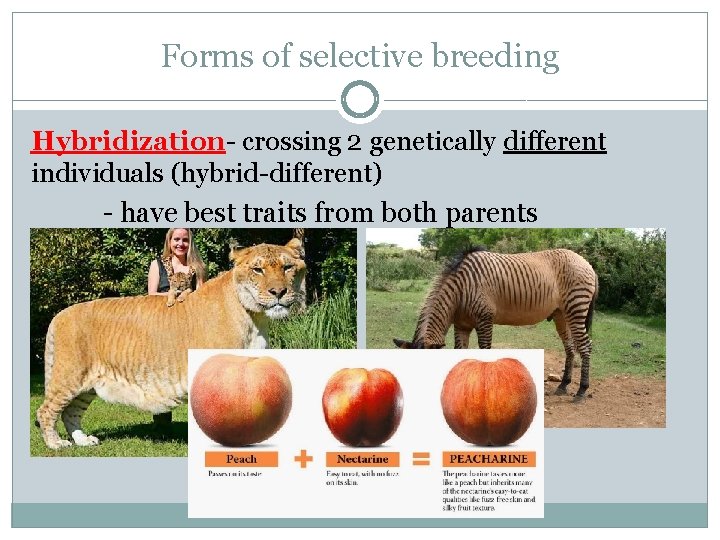Forms of selective breeding Hybridization- crossing 2 genetically different individuals (hybrid-different) - have best