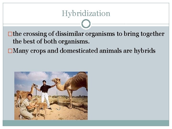 Hybridization �the crossing of dissimilar organisms to bring together the best of both organisms.