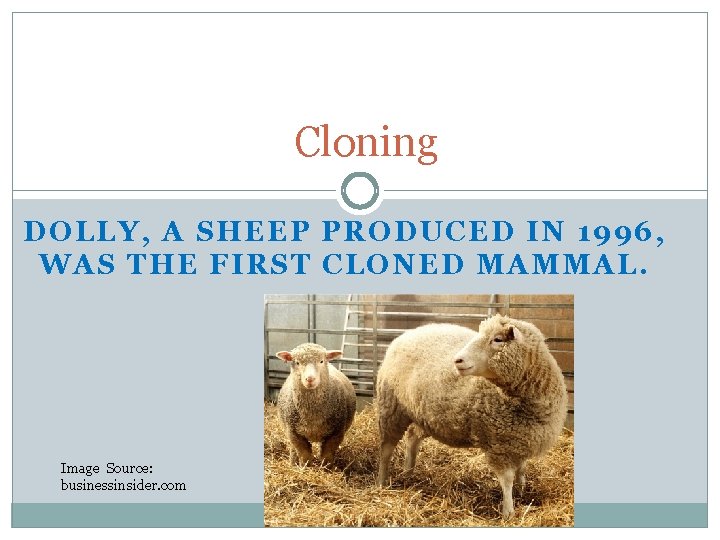 Cloning DOLLY, A SHEEP PRODUCED IN 1996, WAS THE FIRST CLONED MAMMAL. Image Source: