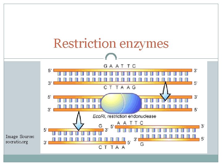Restriction enzymes Image Source: socratic. org 