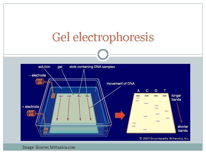 Gel electrophoresis Image Source: brittanica. com 