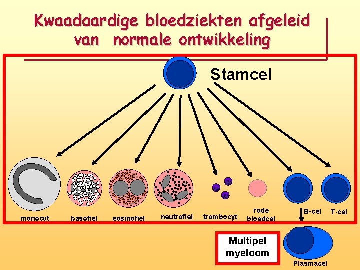 Kwaadaardige bloedziekten afgeleid van normale ontwikkeling Stamcel monocyt basofiel eosinofiel neutrofiel trombocyt rode bloedcel Kwaadaardige bloedziekten afgeleid van normale ontwikkeling Stamcel monocyt basofiel eosinofiel neutrofiel trombocyt rode bloedcel