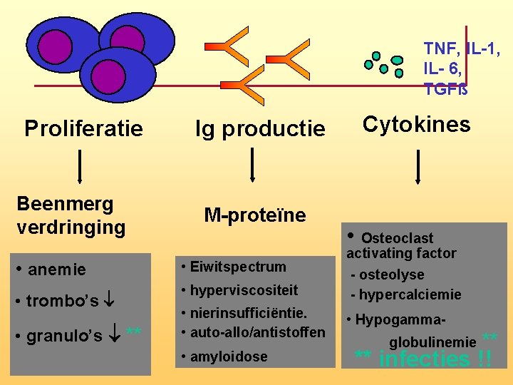 TNF, IL-1, IL- 6, TGFß Proliferatie Beenmerg verdringing Ig productie M-proteïne • anemie • TNF, IL-1, IL- 6, TGFß Proliferatie Beenmerg verdringing Ig productie M-proteïne • anemie •