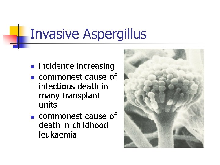 Invasive Aspergillus n n n incidence increasing commonest cause of infectious death in many