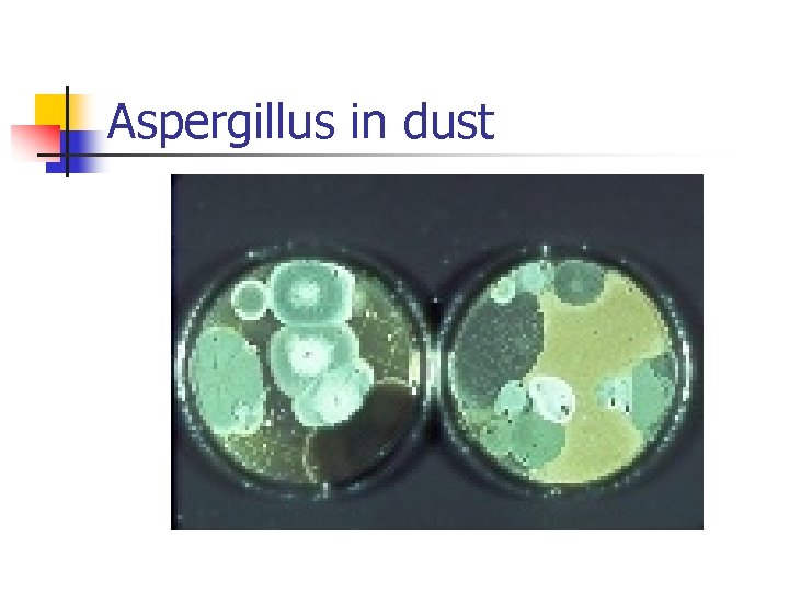 Aspergillus in dust 