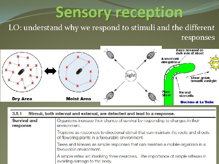 Sensory reception LO: understand why we respond to stimuli and the different responses 