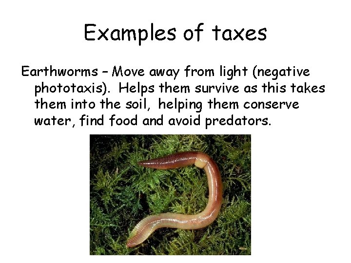 Examples of taxes Earthworms – Move away from light (negative phototaxis). Helps them survive