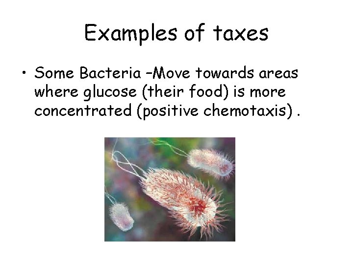 Examples of taxes • Some Bacteria –Move towards areas where glucose (their food) is