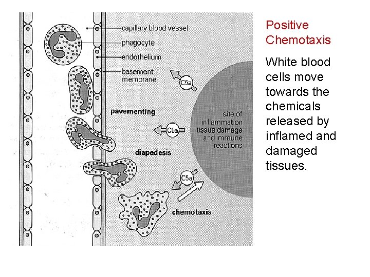 Positive Chemotaxis White blood cells move towards the chemicals released by inflamed and damaged