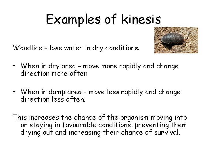 Examples of kinesis Woodlice – lose water in dry conditions. • When in dry