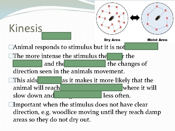 Kinesis �Animal responds to stimulus but it is not directional. �The more intense the