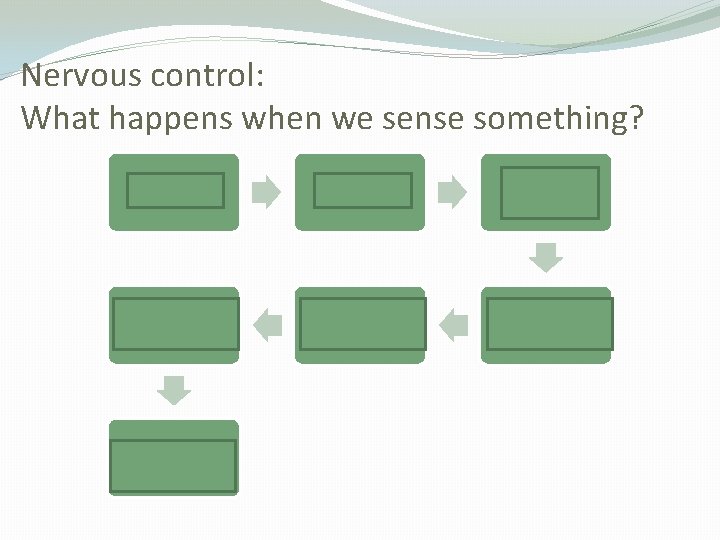 Nervous control: What happens when we sense something? Stimulus Receptor Sensory Nerone Effector Motor