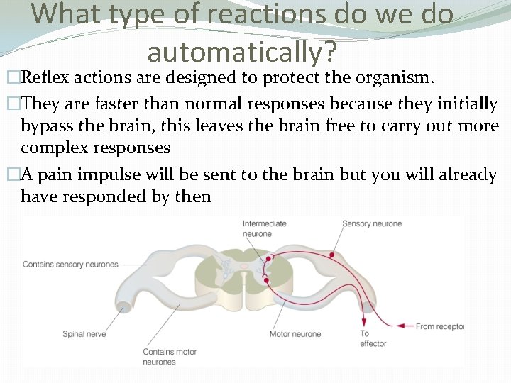 What type of reactions do we do automatically? �Reflex actions are designed to protect