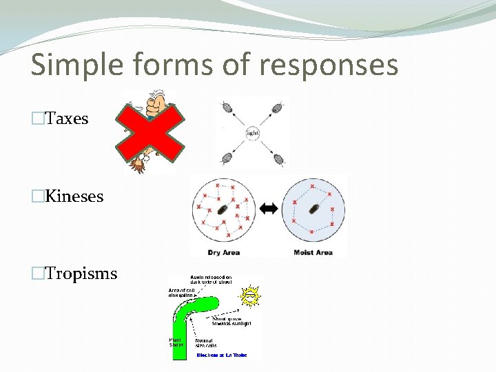 Simple forms of responses �Taxes �Kineses �Tropisms 