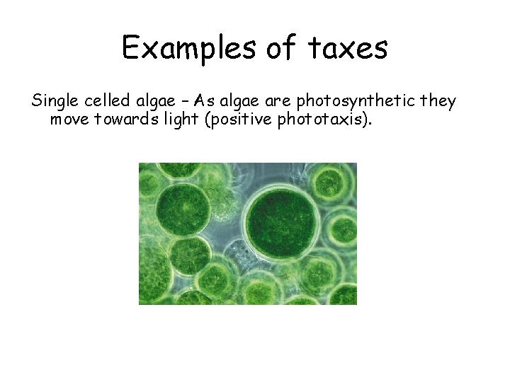 Examples of taxes Single celled algae – As algae are photosynthetic they move towards