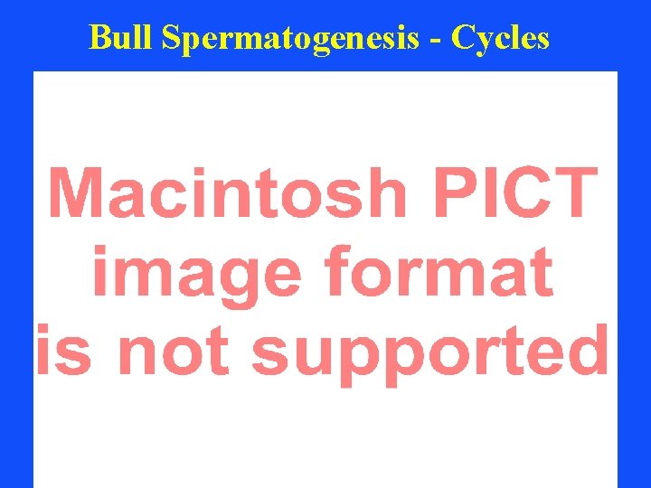 Bull Spermatogenesis - Cycles 