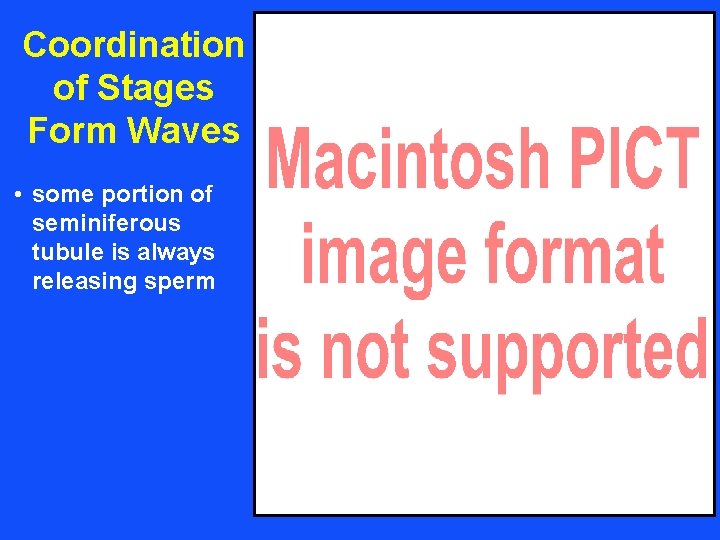 Coordination of Stages Form Waves • some portion of seminiferous tubule is always releasing