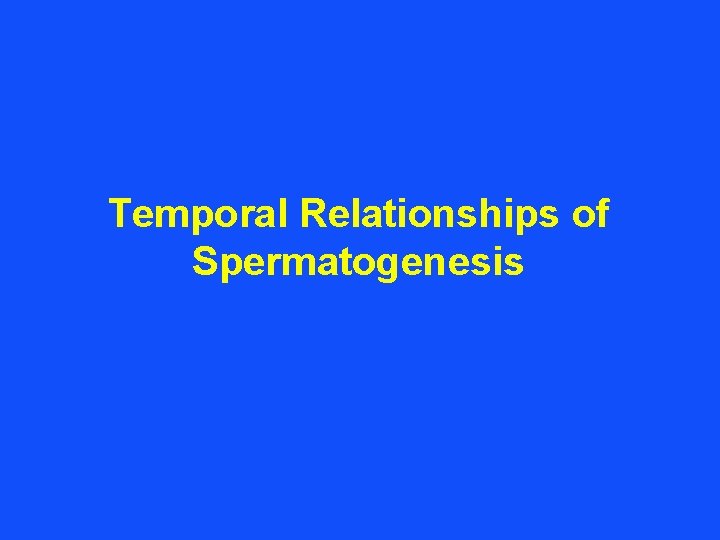 Temporal Relationships of Spermatogenesis 