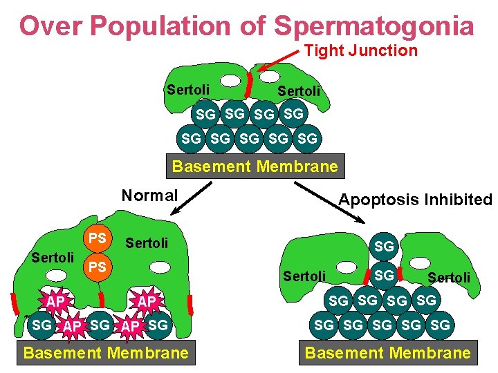 Over Population of Spermatogonia Tight Junction Sertoli SG SG SG Basement Membrane Normal PS
