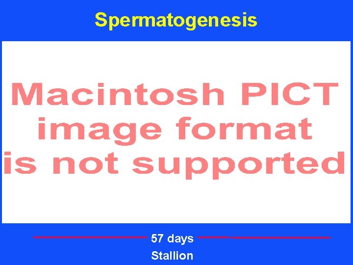 Spermatogenesis 57 days Stallion 