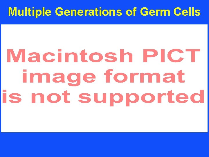 Multiple Generations of Germ Cells 