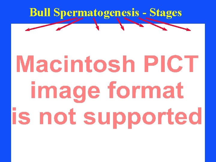 Bull Spermatogenesis - Stages 