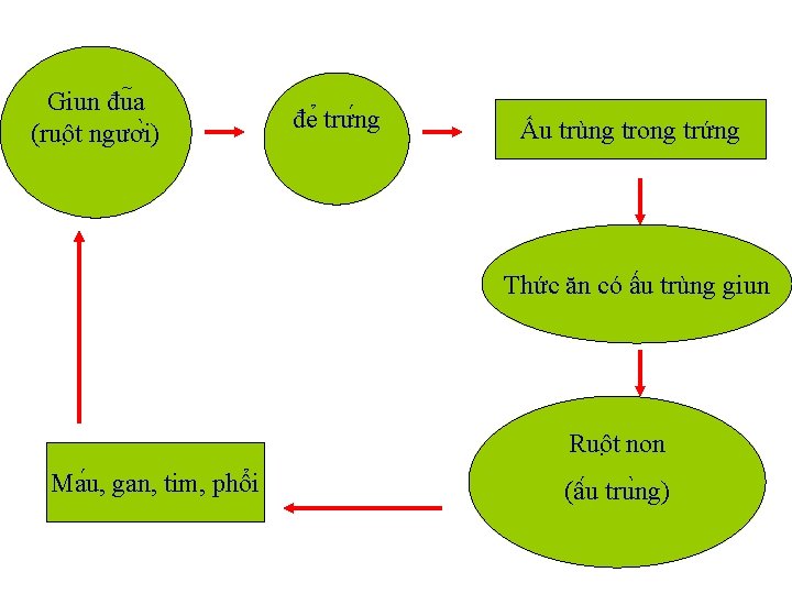 Giun đu a (ruô t ngươ i) đe trư ng Ấu trùng trong trứng