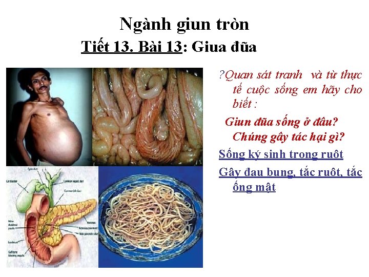 Ngành giun tròn Tiết 13. Bài 13: Giua đũa ? Quan sát tranh và