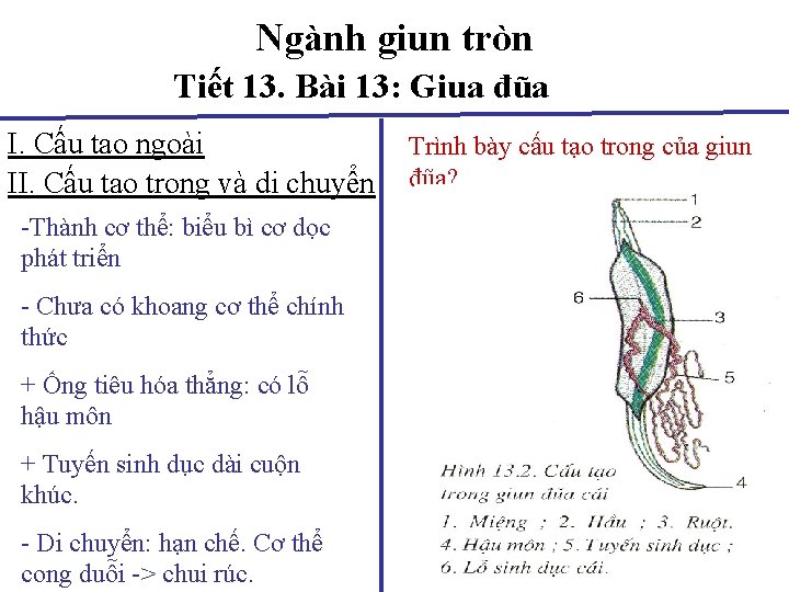 Ngành giun tròn Tiết 13. Bài 13: Giua đũa I. Cấu tạo ngoài II.