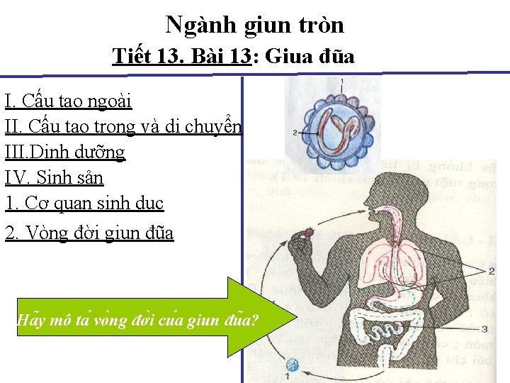 Ngành giun tròn Tiết 13. Bài 13: Giua đũa I. Cấu tạo ngoài II.