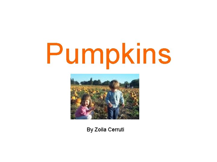 Pumpkins By Zoila Cerruti 