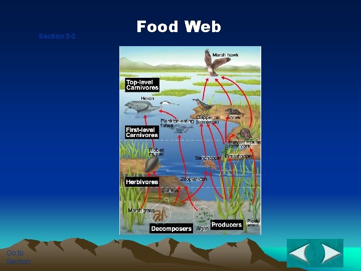 Section 3 -2 Go to Section: Food Web 